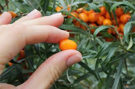 Sea Buckthorn